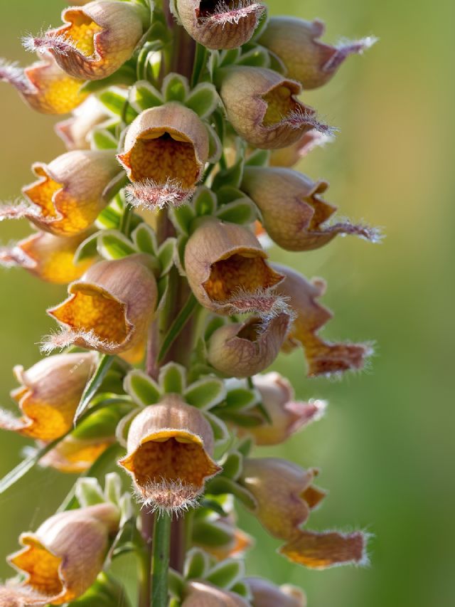 Digitalis ferruginea / Digitale bruna